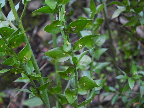 Butcher's broom (Ruscus aculeatus)