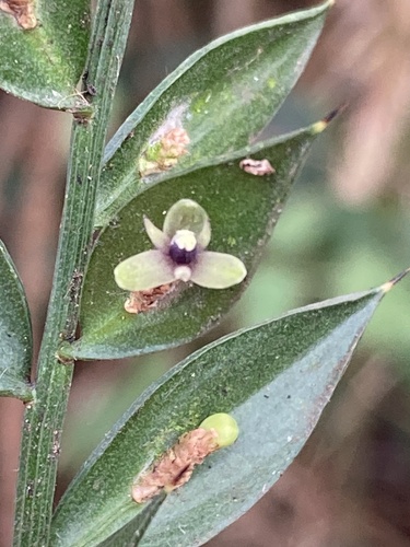 Butcher's broom