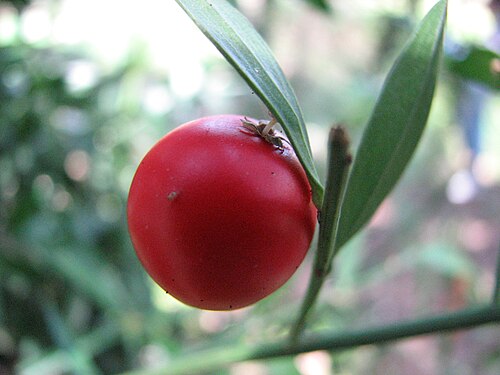 Butcher's broom: from Corsica ruscus aculeatus taken by author
