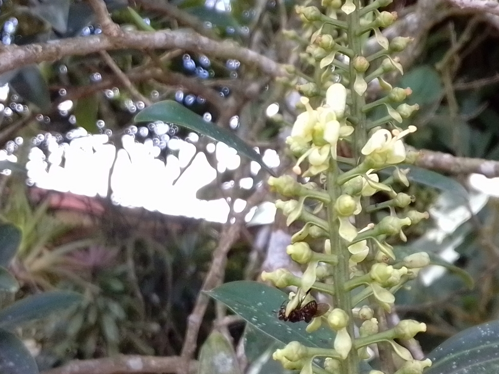 Ruyschia phylladenia (Ruyschia phylladenia)