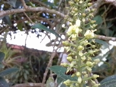 Ruyschia phylladenia (Ruyschia phylladenia)