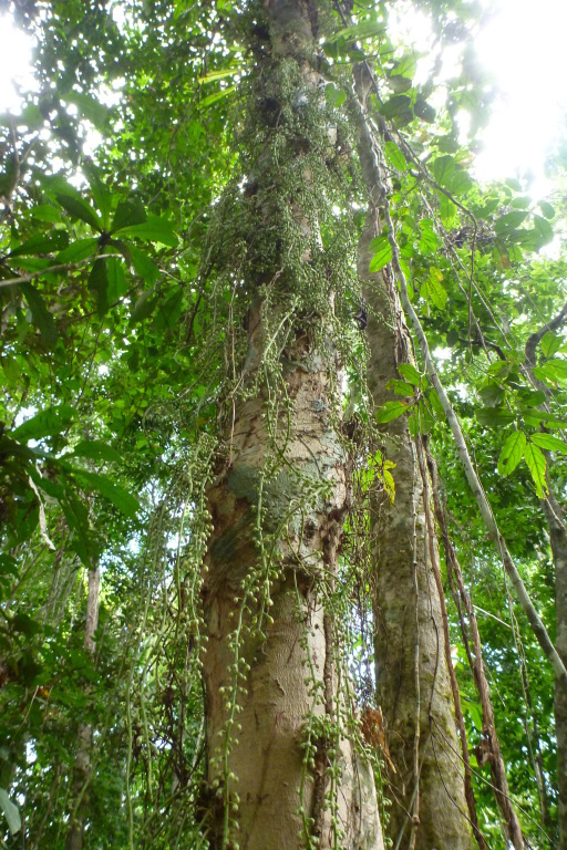 Ryparosa javanica: Ryparosa javanica in Kerema, Papua New Guinea