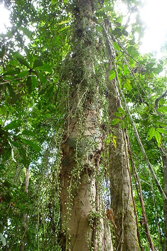 Ryparosa javanica: Ryparosa javanica in Kerema, Papua New Guinea