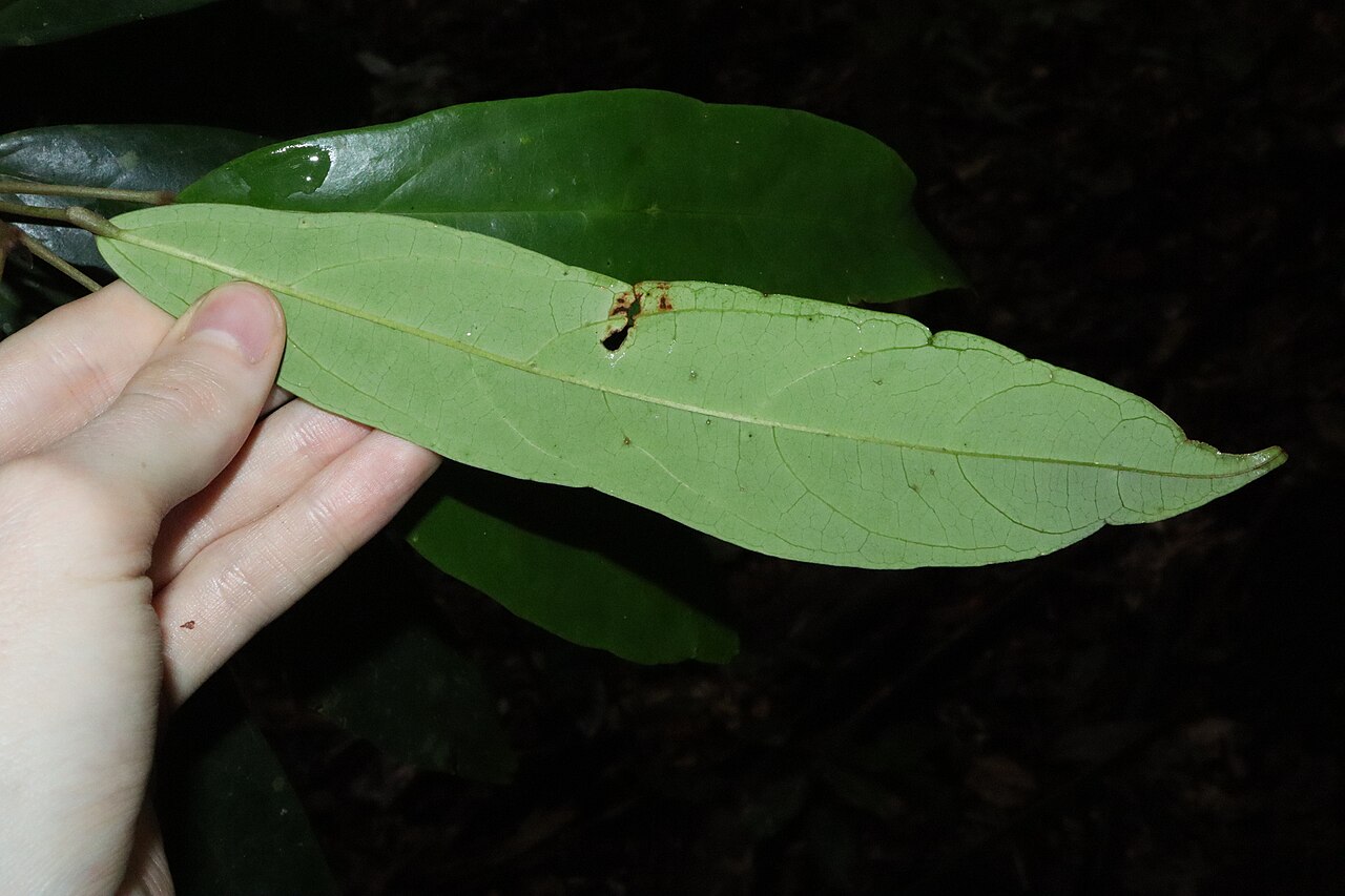Ryparosa kurrangii: Ryparosa kurrangii