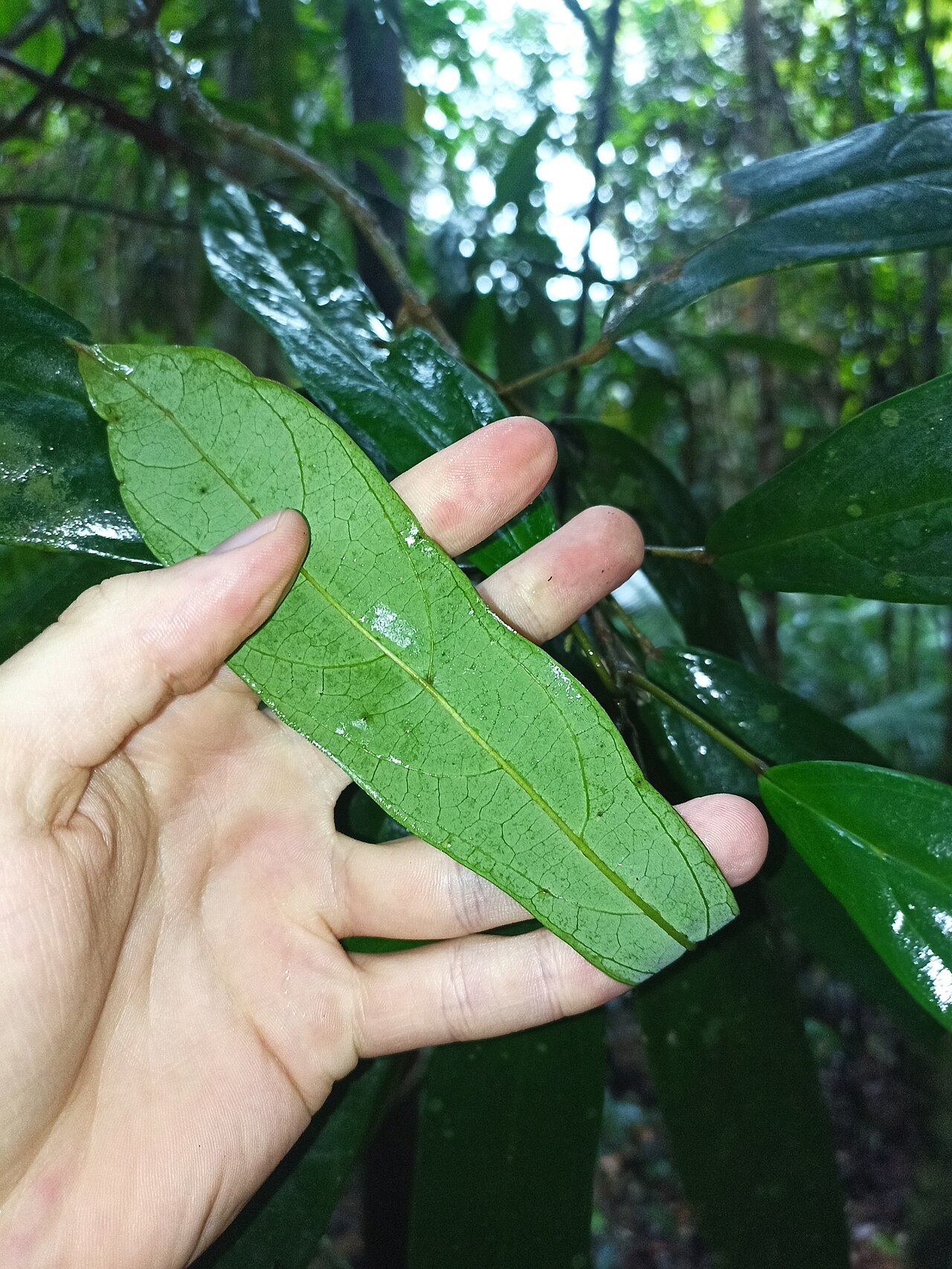 Ryparosa kurrangii: Ryparosa kurrangii