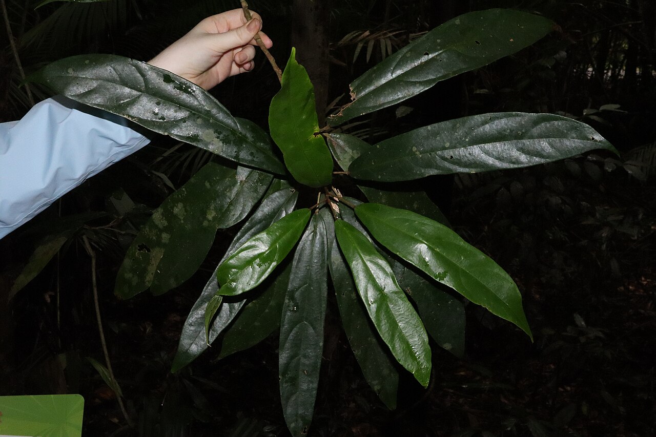 Ryparosa kurrangii: Ryparosa kurrangii