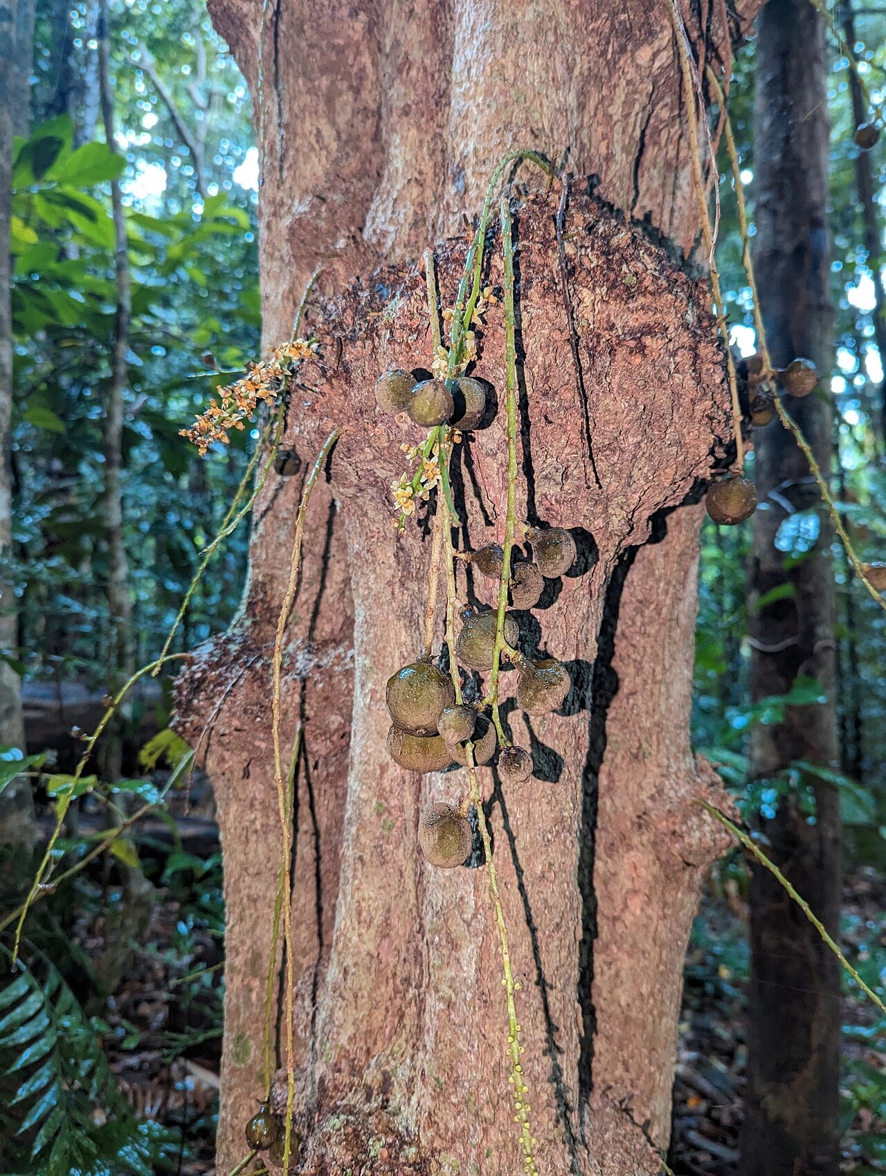 Ryparosa kurrangii: Ryparosa kurrangii