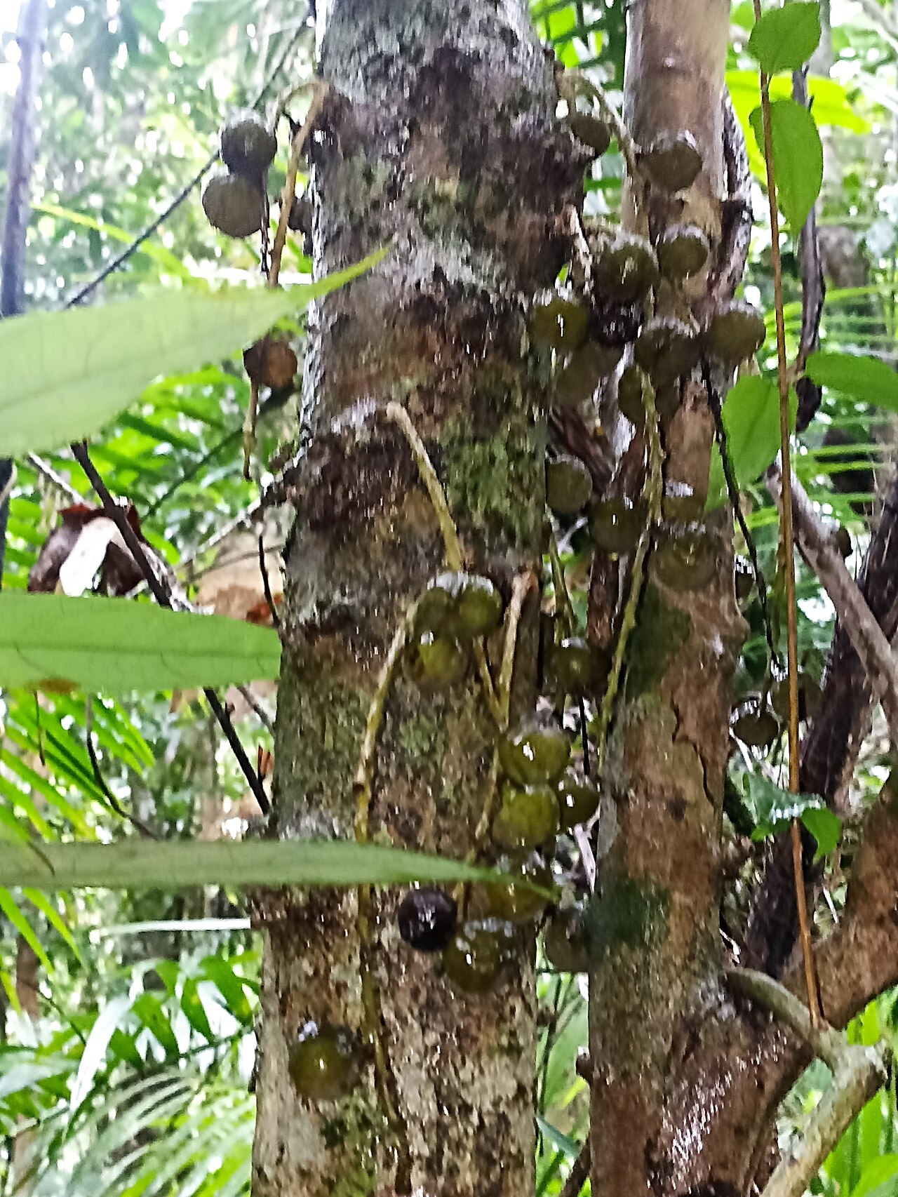 Ryparosa kurrangii: Ryparosa kurrangii