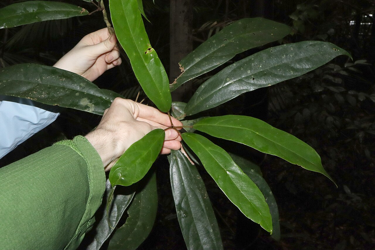 Ryparosa kurrangii: Ryparosa kurrangii