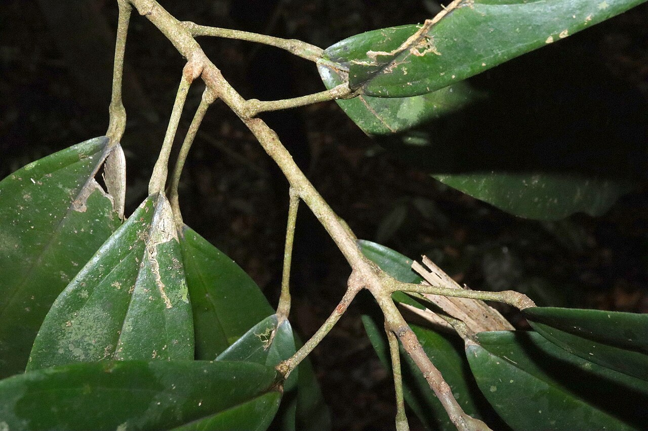 Ryparosa kurrangii: Ryparosa kurrangii