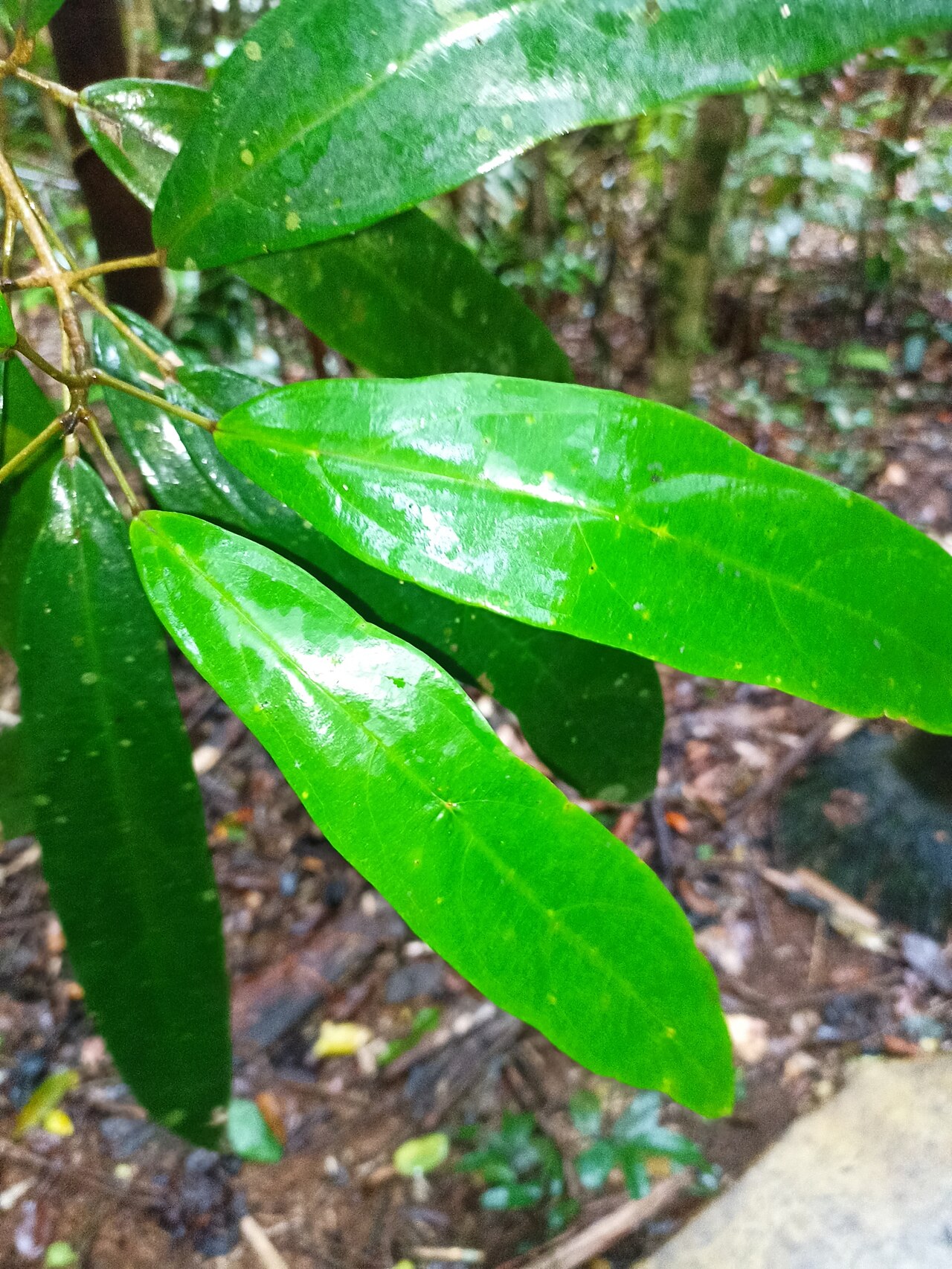 Ryparosa kurrangii: Ryparosa kurrangii