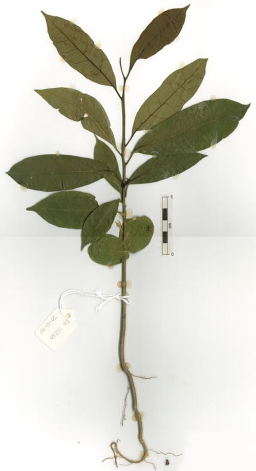 Ryticaryum longifolium: Ryticaryum longifolium seedling