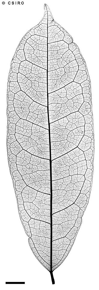 Ryticaryum longifolium: X-ray of a leaf of Ryticaryum longifolium