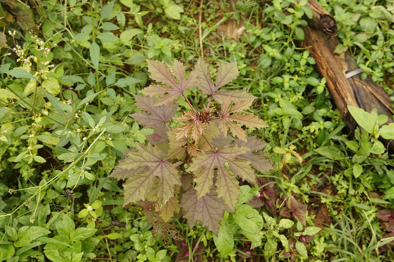 African rosemallow: Idukki