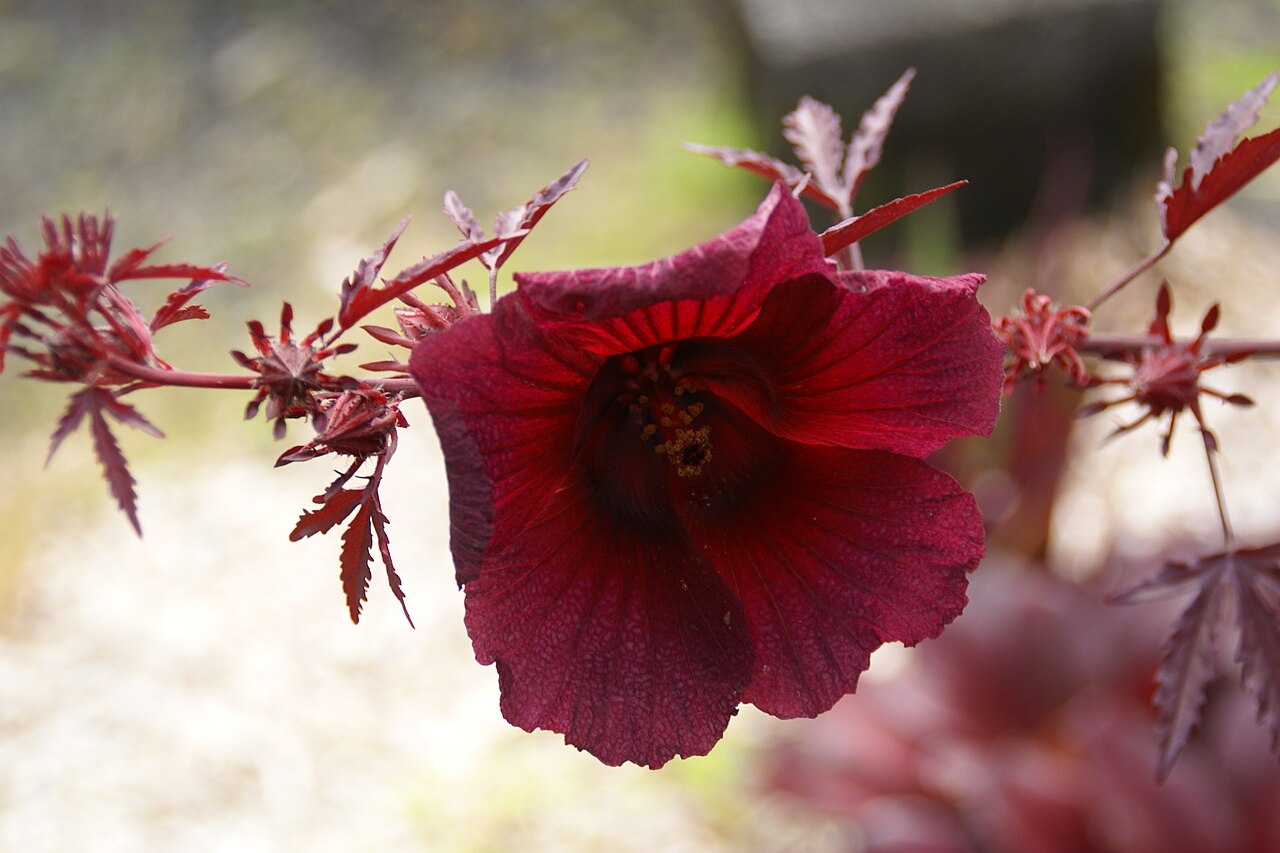 African rosemallow: Cranberry hibiscus (Hibiscus acetosella), photographed at Waianuenue Avenue in Hilo, Hawaii, Hawaii, USA