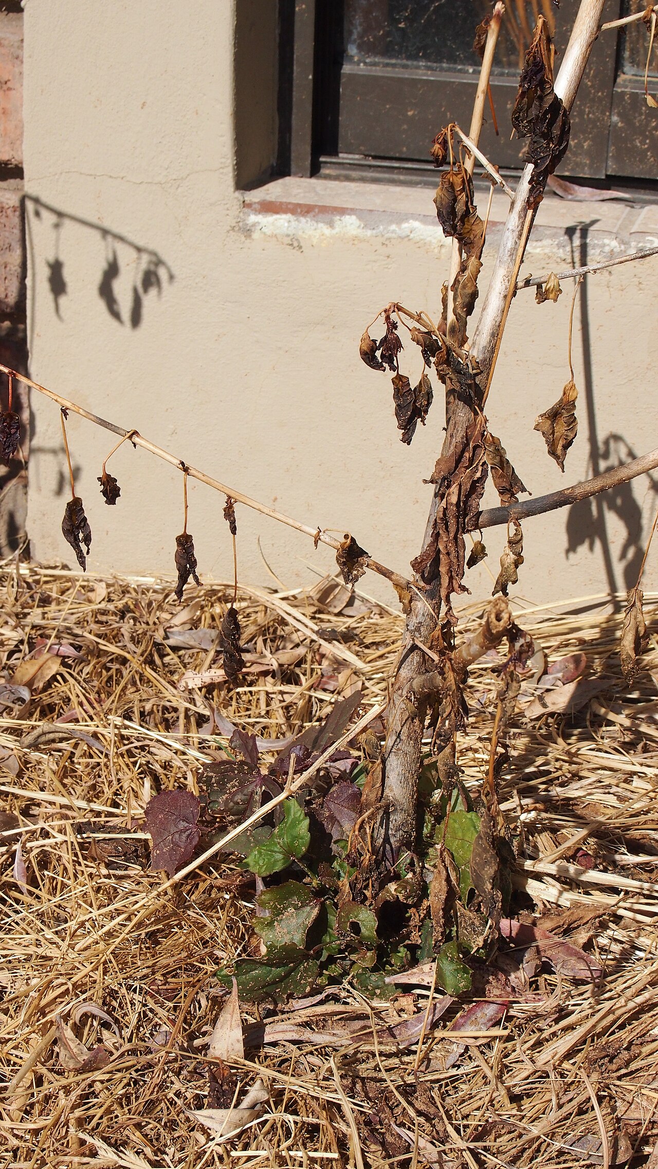 African rosemallow: H. Acetosella regrowth in Spring