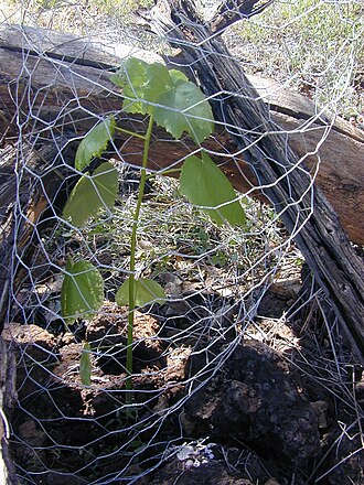 Native yellow hibiscus: Hibiscus brackenridgei subsp. brackenridgei (planted). Location: Maui, Puu o Kali
