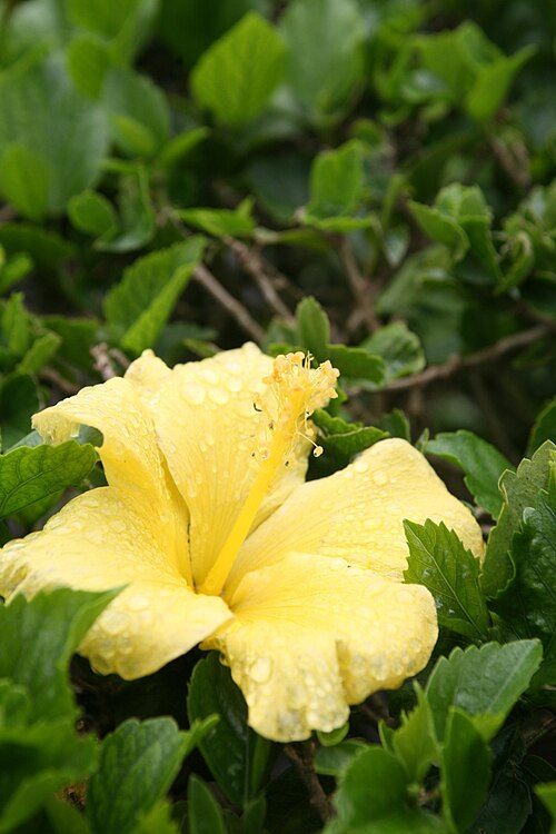 Native yellow hibiscus: There are two subspecies: brackenridgei is native to the Big Island, Maui, Molokai and Lanai with yellow leaf veins and no spines on branches; mokuleianus is na