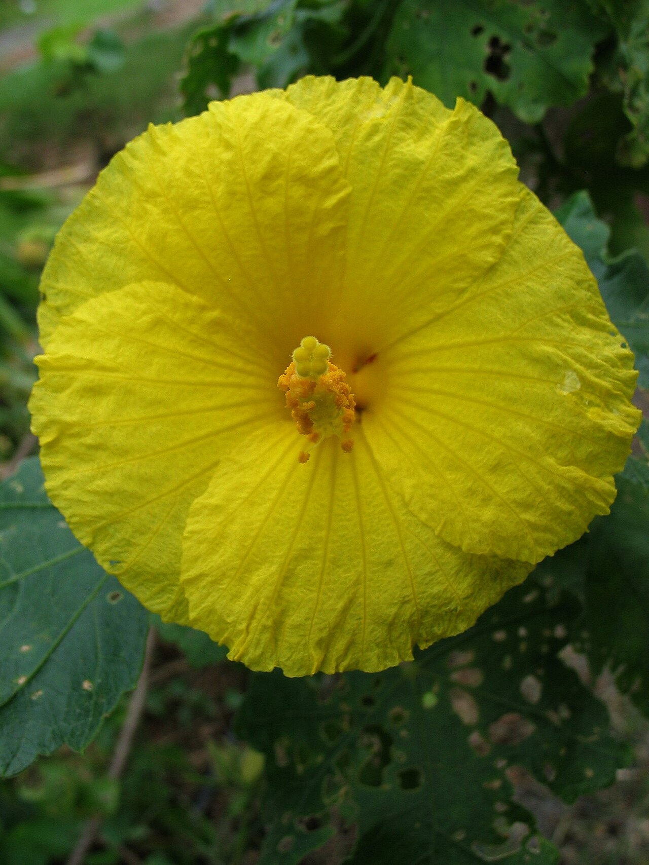 Native yellow hibiscus: Maʻo hau hele Malvaceae Endemic to the Hawaiian Islands Endangered Hawaiʻi Island (Cultivated) Hibiscus brackenridgei has been chosen to represent the official