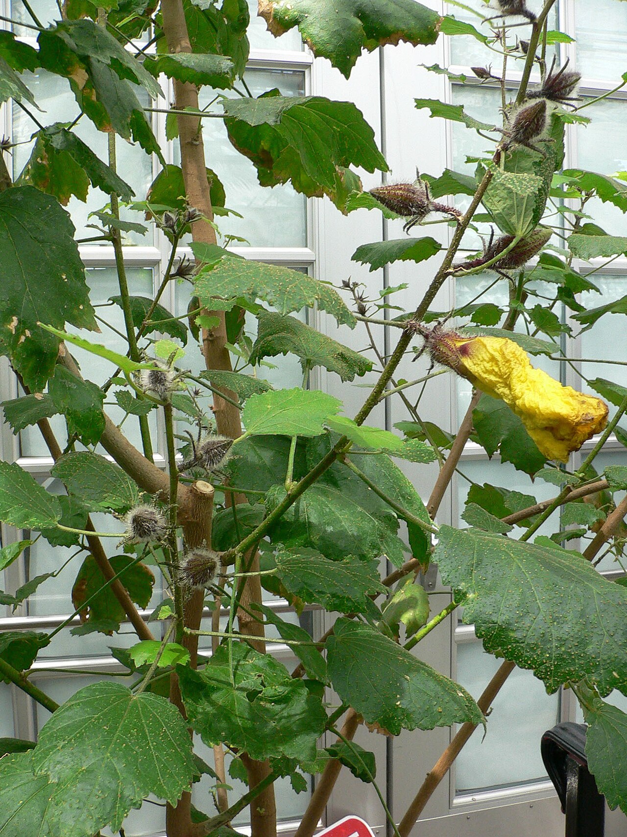 Native yellow hibiscus: Hibiscus brackenridgei