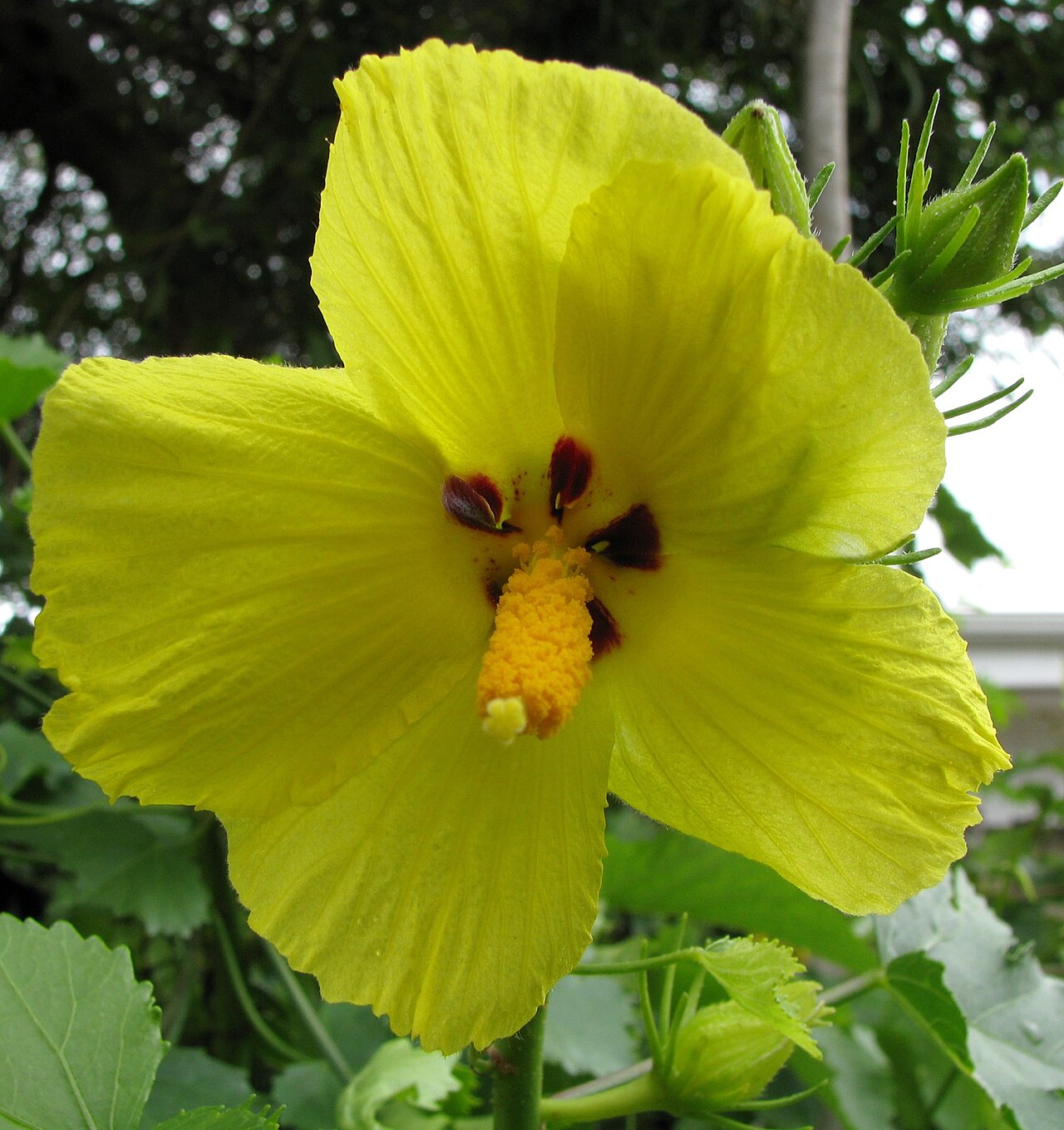 Native yellow hibiscus: Maʻo hau hele Malvaceae Endemic to the Hawaiian Islands Endangered Oʻahu (Cultivated), N.W. Lānaʻi form This unique form is nearly glabrous (no hairs) leaves. T