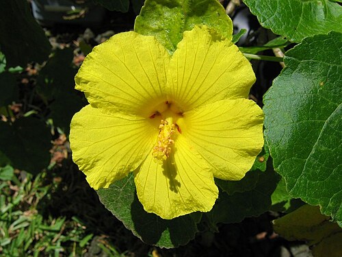 Native yellow hibiscus: Flower of mao hao hele, Hibiscus brackenridgei .
