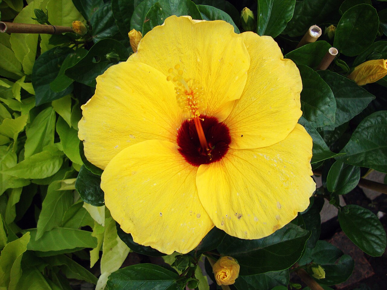 Native yellow hibiscus: Dâm bụt Hawaii