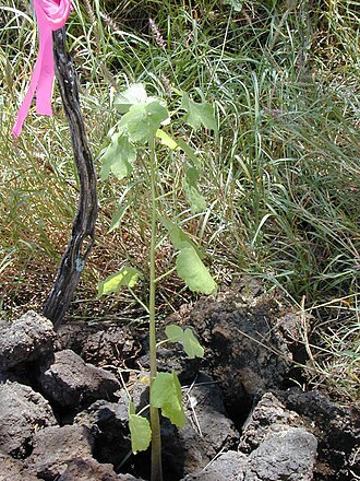 Native yellow hibiscus: Hibiscus brackenridgei subsp. brackenridgei (planted). Location: Maui, Puu o Kali
