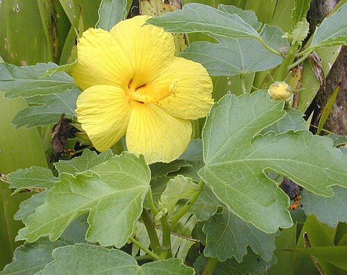 Native yellow hibiscus (Sabdariffa brackenridgei)