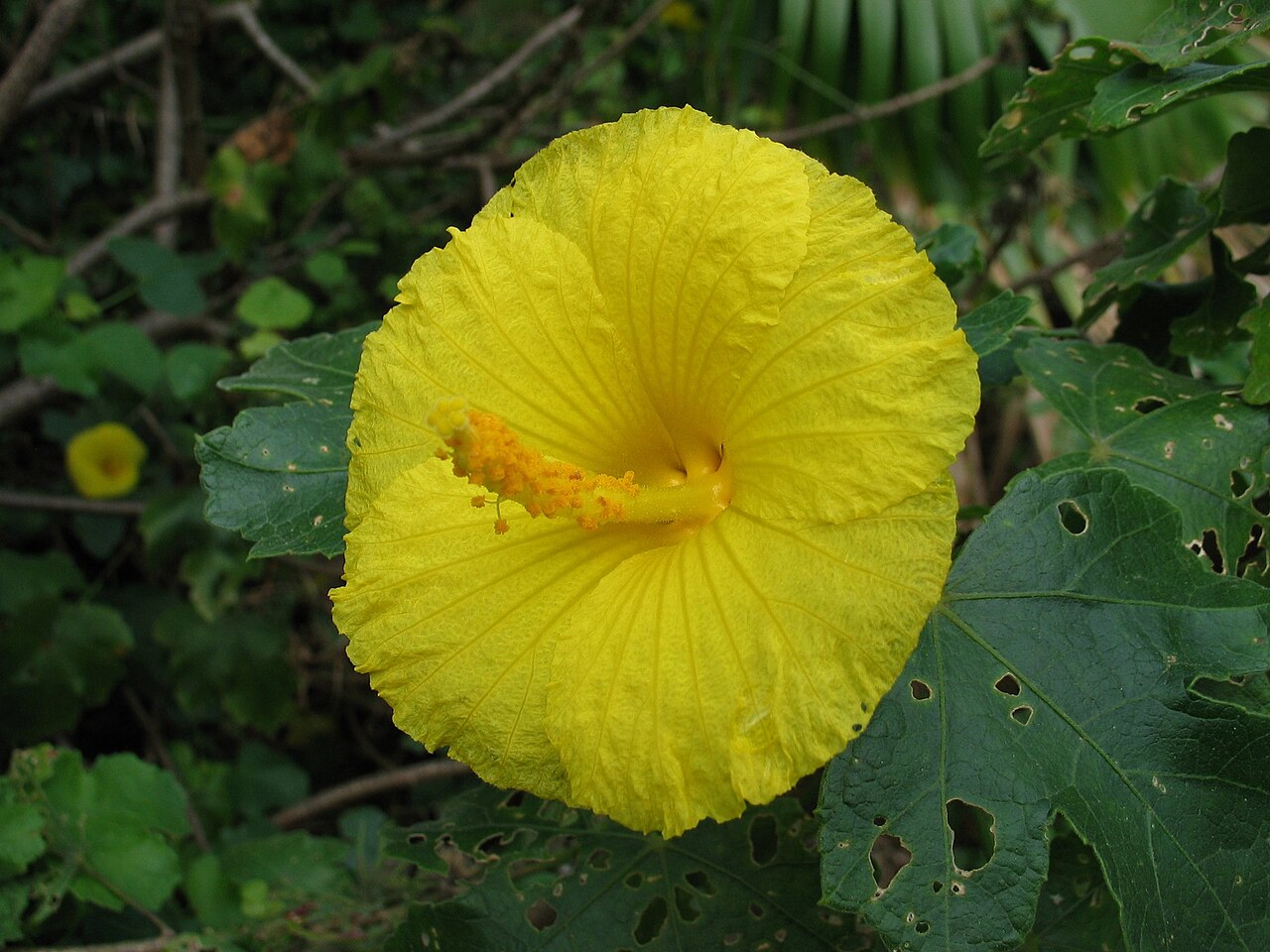 Native yellow hibiscus: Maʻo hau hele Malvaceae Endemic to the Hawaiian Islands Endangered Hawaiʻi Island (Cultivated) Hibiscus brackenridgei has been chosen to represent the official