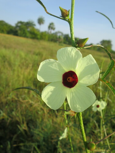 Kenaf (Sabdariffa cannabina)