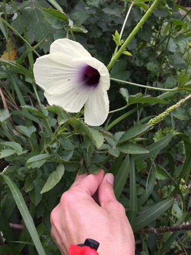 Kenaf (Sabdariffa cannabina)