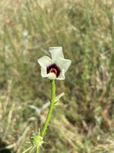 Kenaf (Sabdariffa cannabina)