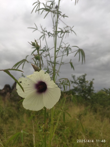 Kenaf (Sabdariffa cannabina)