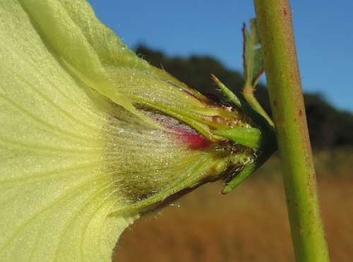 Kenaf (Sabdariffa cannabina)