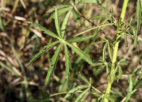 Kenaf (Sabdariffa cannabina)