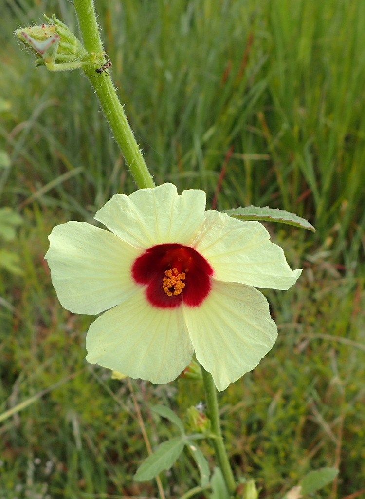 Kenaf (Sabdariffa cannabina)