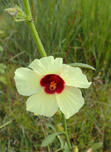 Kenaf (Sabdariffa cannabina)