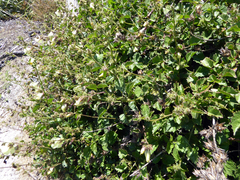 Sabdariffa diversifolia (Sabdariffa diversifolia)