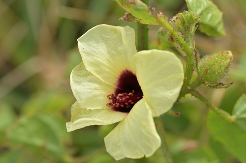 Sabdariffa diversifolia (Sabdariffa diversifolia)