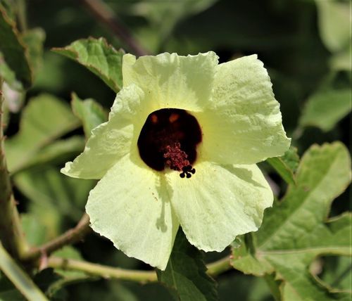 Sabdariffa diversifolia (Sabdariffa diversifolia)