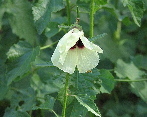 Sabdariffa diversifolia: Hibiscus diversifolius (cultivated, labelled) Maranoa Gardens, Balwyn, Victoria, Australia