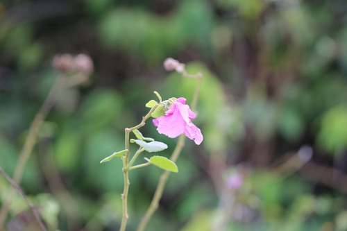 Lindenleaf rosemallow (Sabdariffa furcellata)