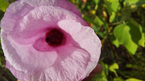 Lindenleaf rosemallow (Sabdariffa furcellata)