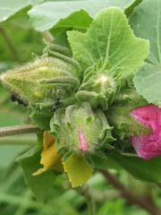 Lindenleaf rosemallow (Sabdariffa furcellata)