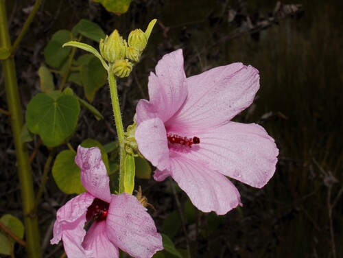 Lindenleaf rosemallow (Sabdariffa furcellata)