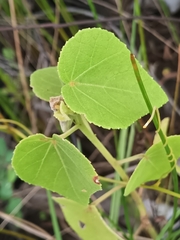 Lindenleaf rosemallow (Sabdariffa furcellata)