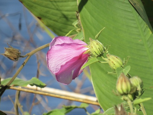 Lindenleaf rosemallow (Sabdariffa furcellata)