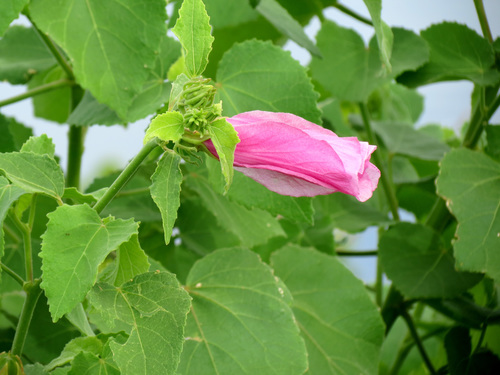 Lindenleaf rosemallow (Sabdariffa furcellata)
