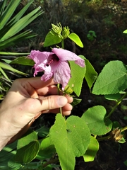 Lindenleaf rosemallow (Sabdariffa furcellata)